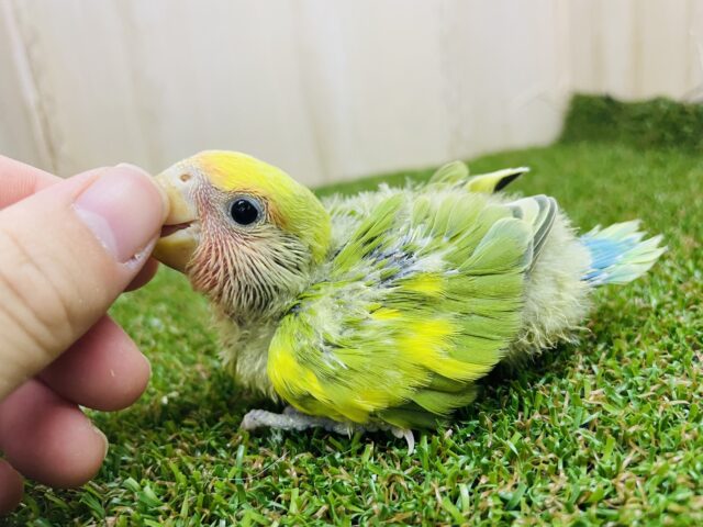 コザクラインコ（小桜インコ）