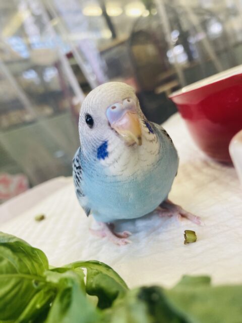 セキセイインコ