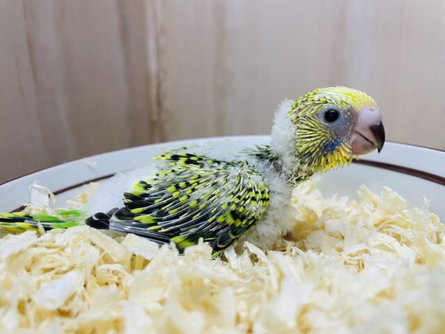 セキセイインコ