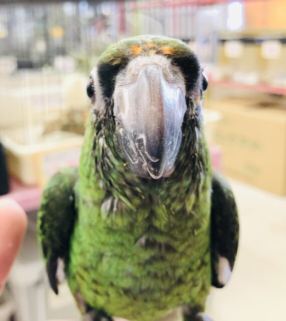 ズアカハネナガ