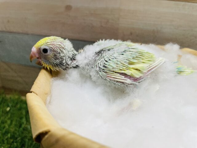 セキセイインコ