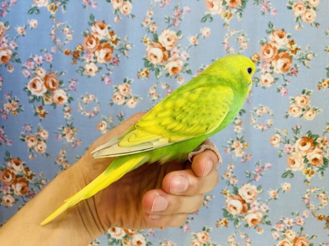 セキセイインコ