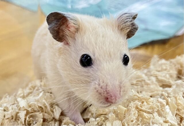 ゴールデンハムスター