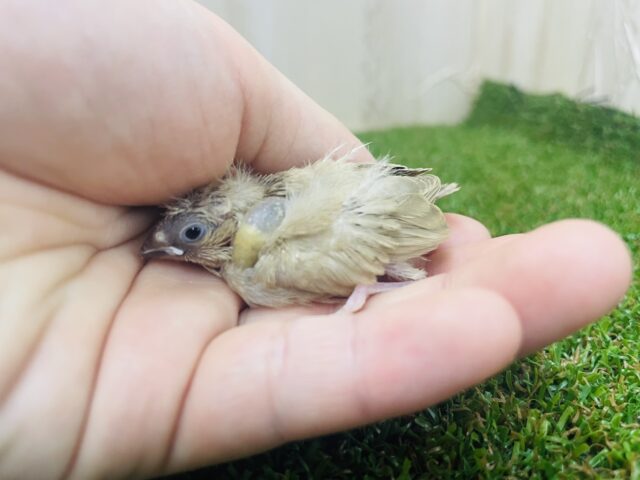 錦花鳥（キンカチョウ）