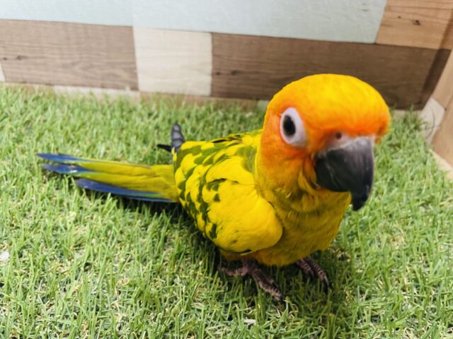 コガネメキシコインコ