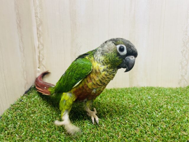 ワキコガネウロコインコ