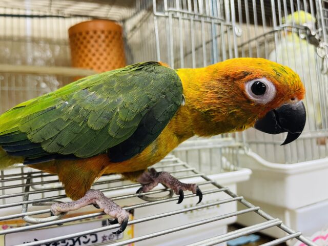 コガネメキシコインコ