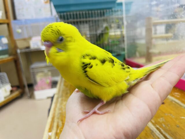 セキセイインコ
