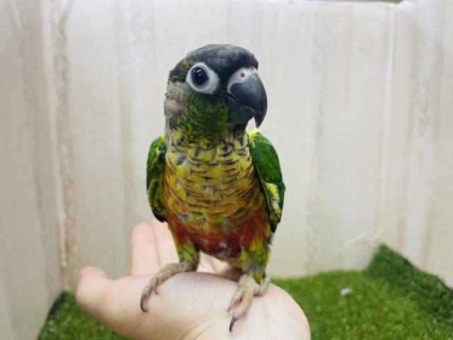 ワキコガネウロコインコ