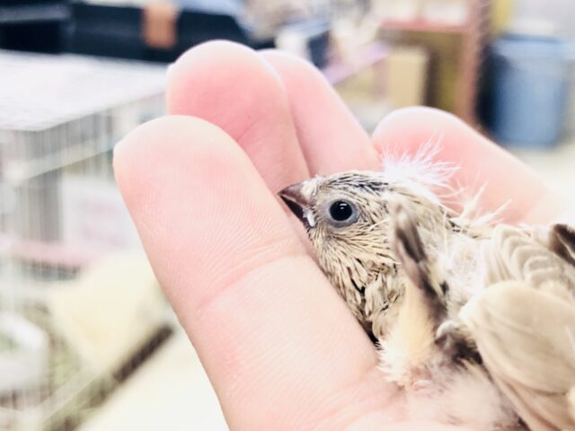 錦花鳥（キンカチョウ）