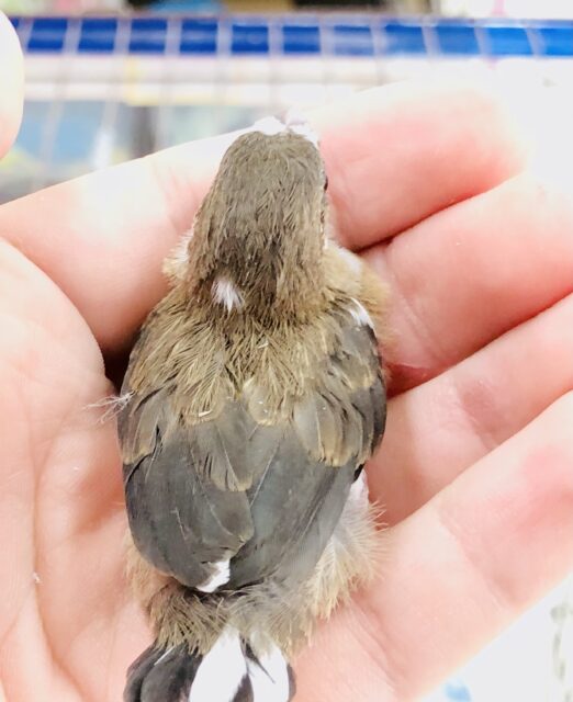 十姉妹（ジュウシマツ）