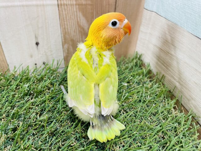 ヤマブキボタンインコ