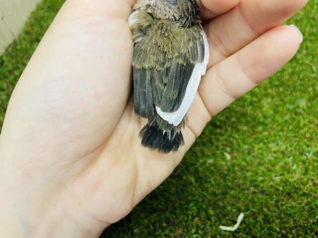 十姉妹（ジュウシマツ）