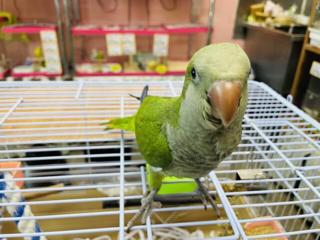 オキナインコ