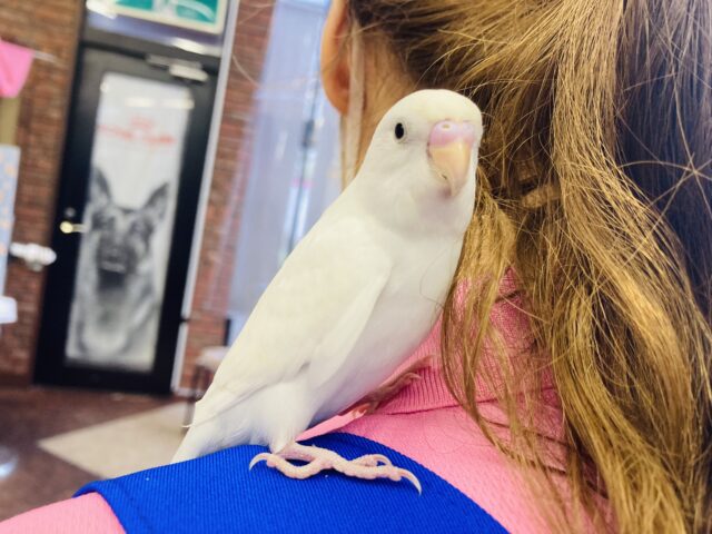 セキセイインコ