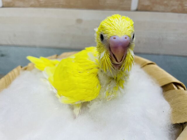 セキセイインコ