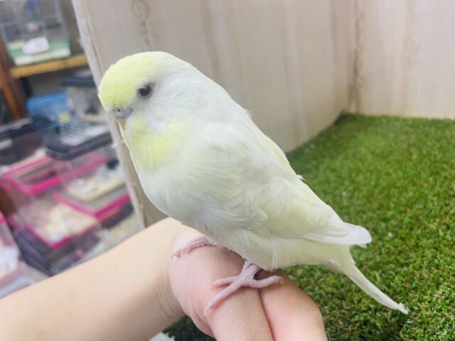 ジャンボセキセイインコ