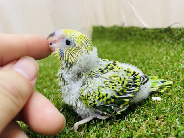 セキセイインコ