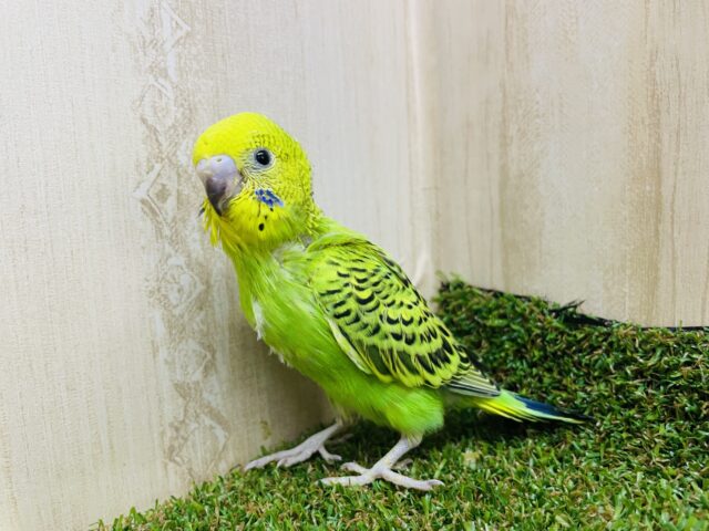 セキセイインコ