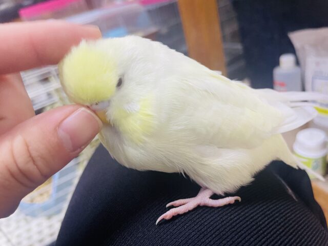 ジャンボセキセイインコ