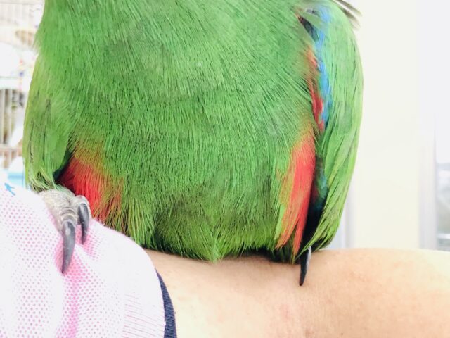 オオハナインコ