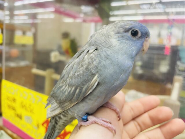 サザナミインコ