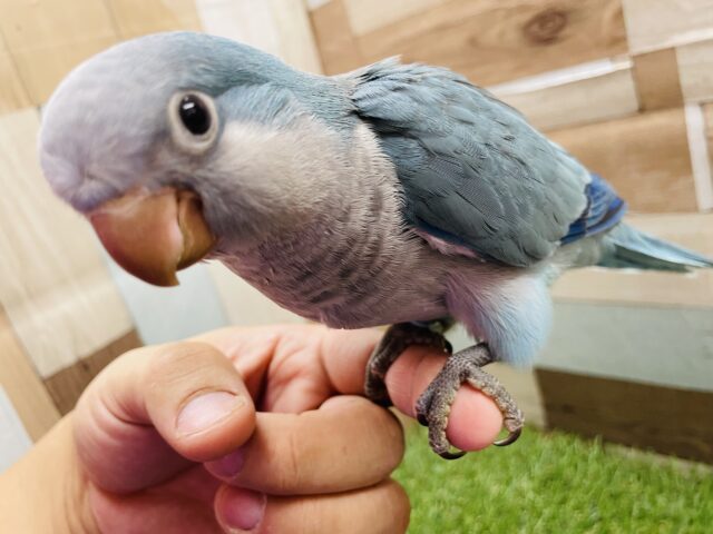 オキナインコ