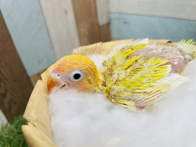 ヤマブキボタンインコ