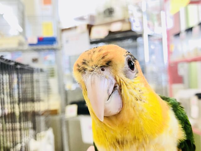 シロハラインコ