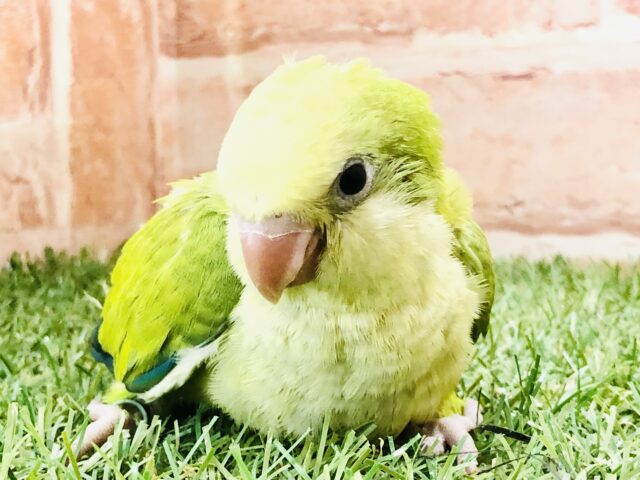 オキナインコ