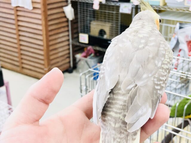 オカメインコ