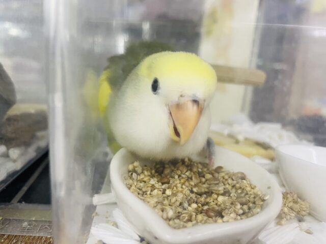 コザクラインコ（小桜インコ）