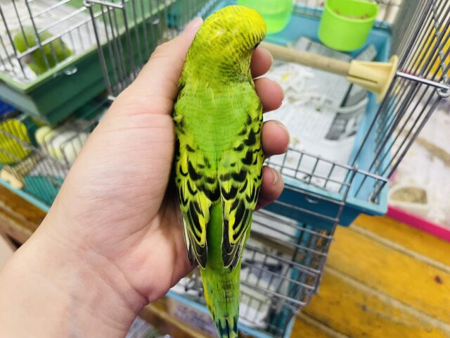 セキセイインコ