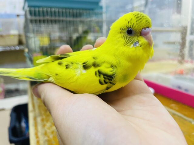 セキセイインコ