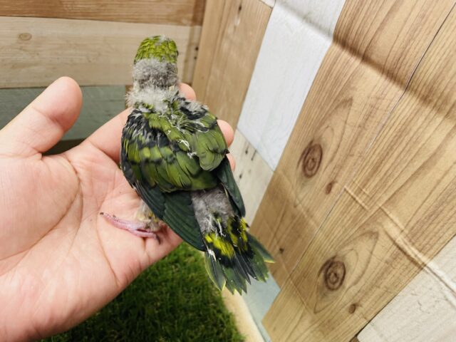 サザナミインコ