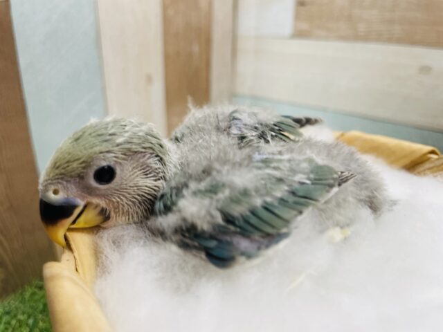 コザクラインコ（小桜インコ）