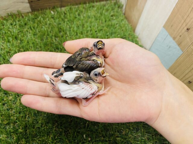 十姉妹（ジュウシマツ）