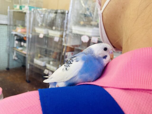 セキセイインコ