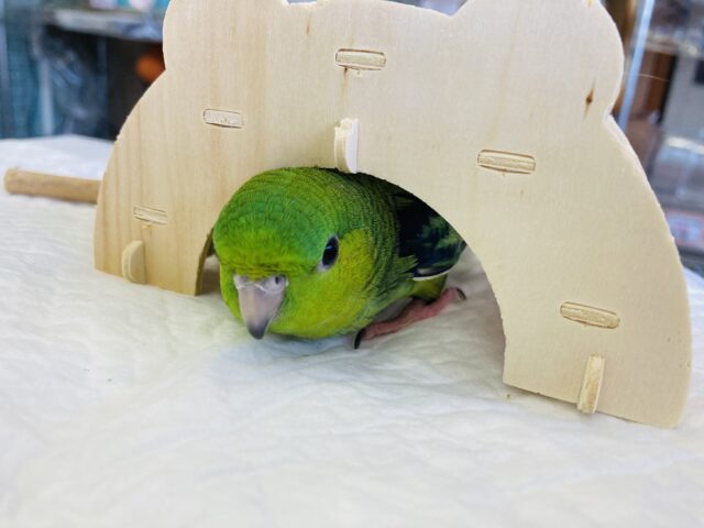 サザナミインコ