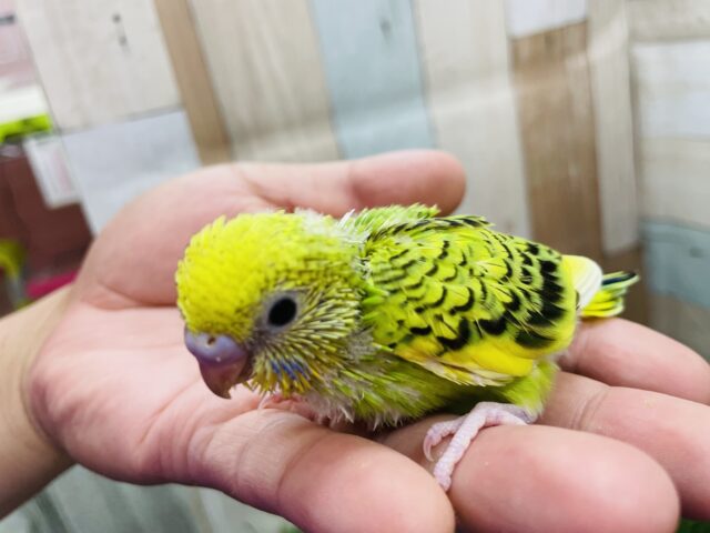 セキセイインコ