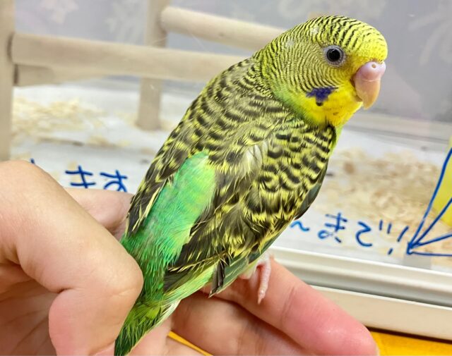 セキセイインコ