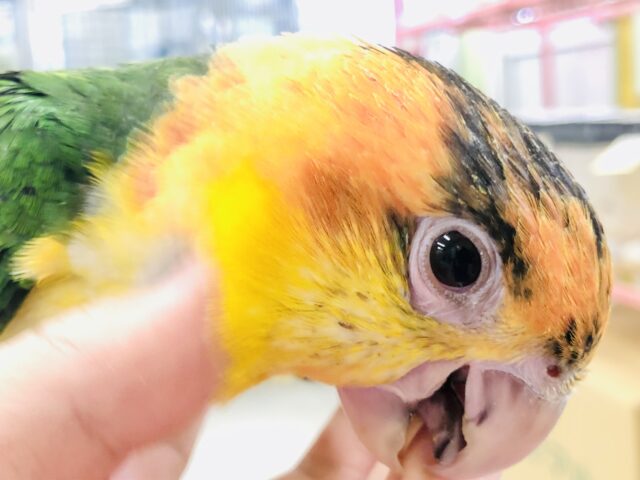シロハラインコ