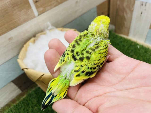 セキセイインコ