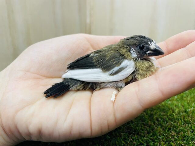 十姉妹（ジュウシマツ）