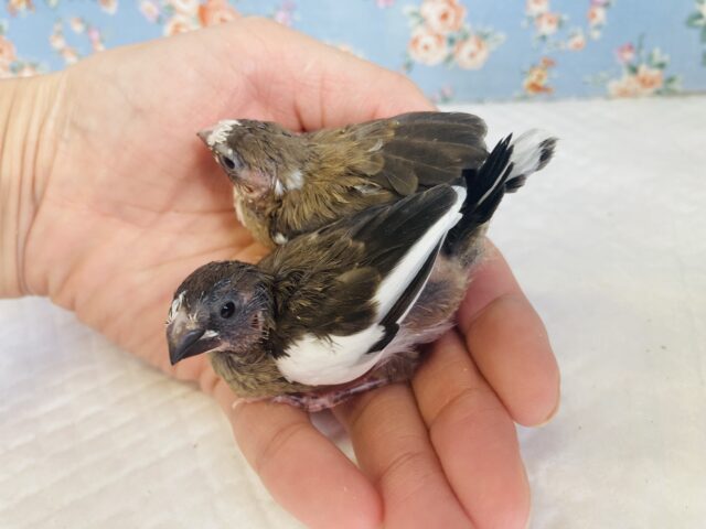 十姉妹（ジュウシマツ）