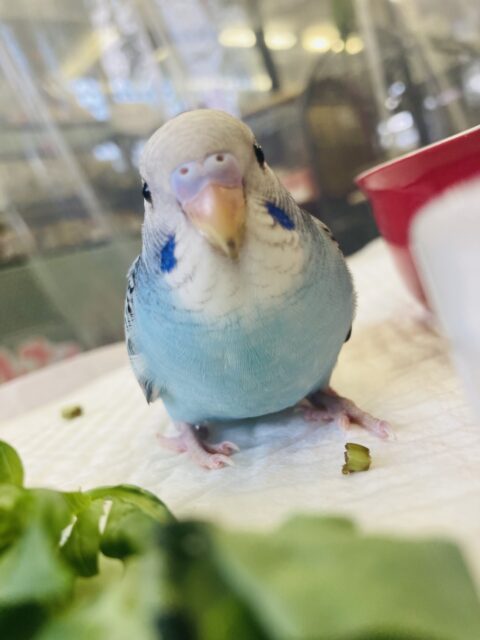 セキセイインコ