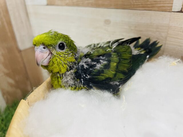 サザナミインコ