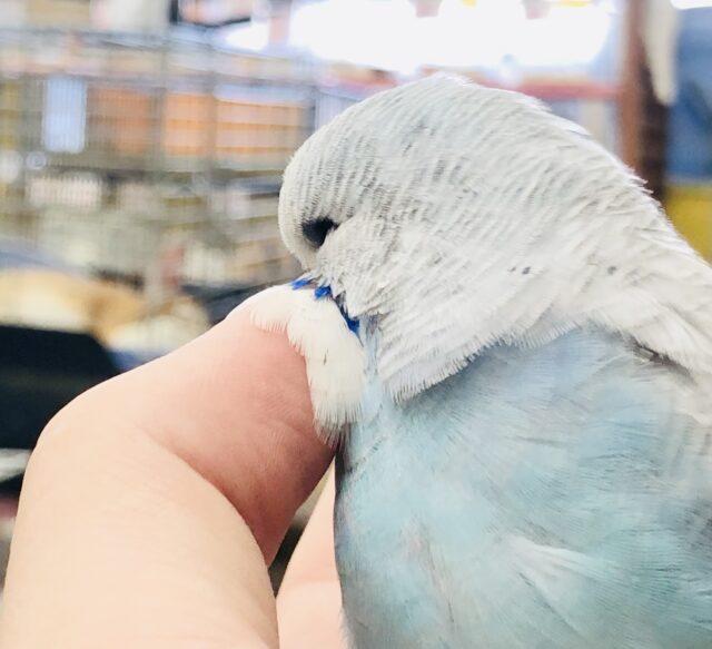 ジャンボセキセイインコ