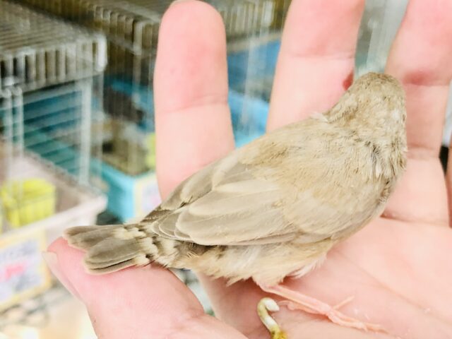 錦花鳥（キンカチョウ）