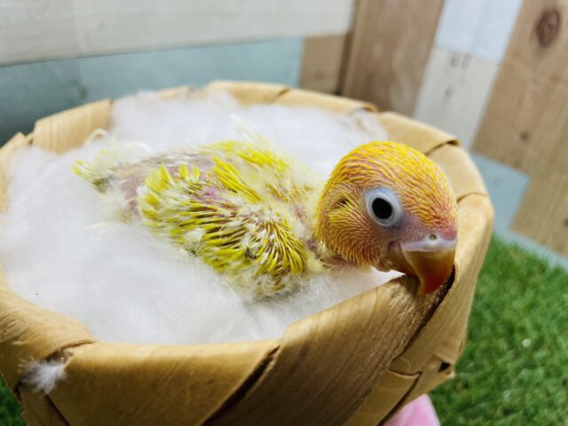 ヤマブキボタンインコ